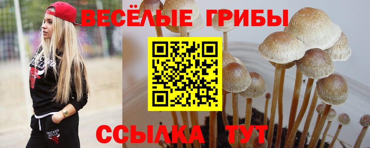 Губаха  цена   Вход с VPN  Галлюциногенные грибы Psilocybine cubensis 